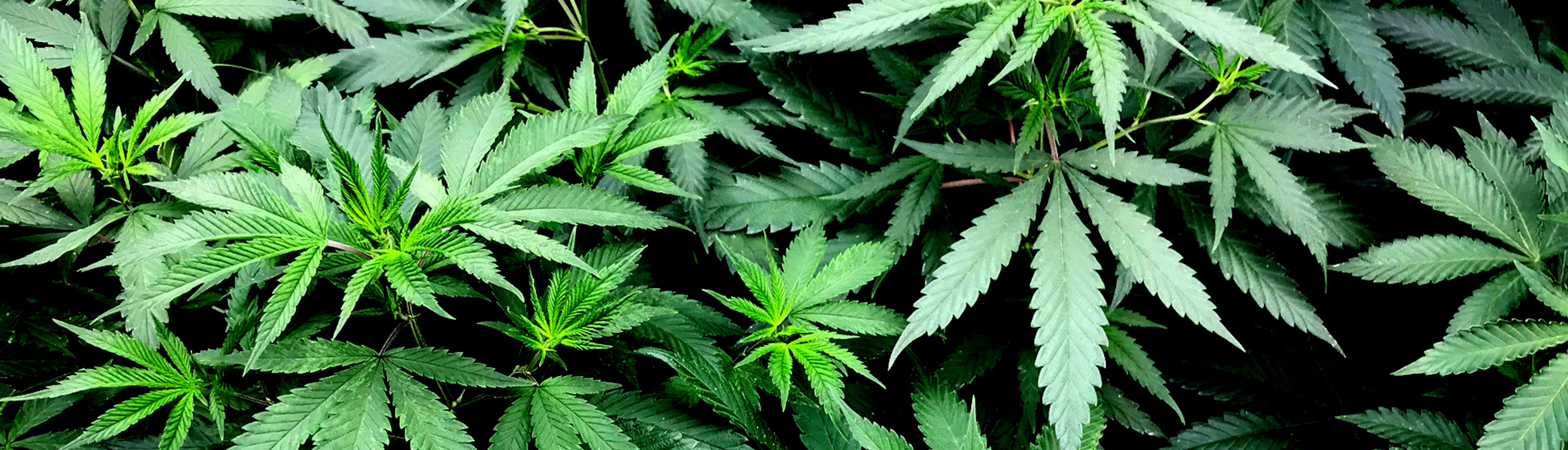 Cannabis, CBD, hemp: what's the difference?  Merci Handy FR