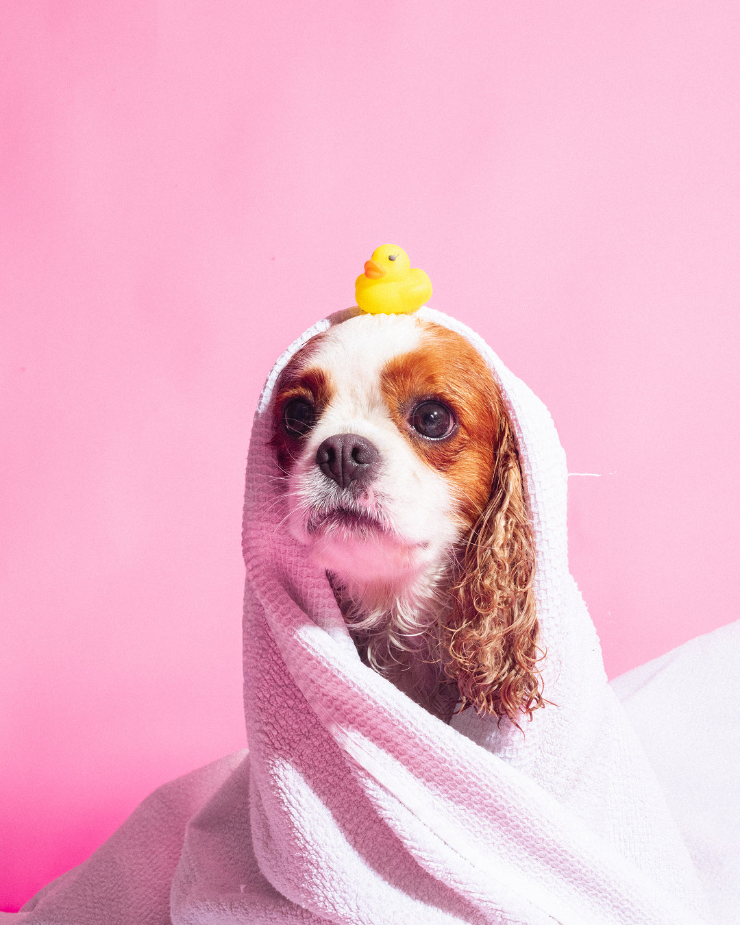 Pet Shampoo x Bandit